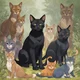 Shadowclan