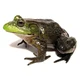 Bullfrog 