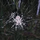The Spider