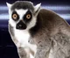 Leaping Lemur