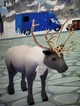 Reindeer