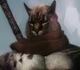 Khajit