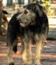 Mutt