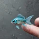 Tiny fish in pool