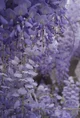 Wisteria 