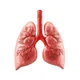 Lungs
