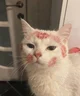 cat with kisses