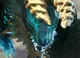 Anthro Zinogre