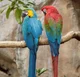 Scarlet Macaw - BL