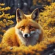 Yellow Fox 