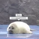 Silly seal 