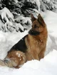 Dog - German Shepher