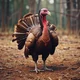 killer turkey