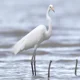Eastern Great Egret