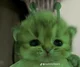 Alien cat