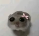 Sad hamster