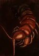 Parasite centipede