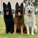 Your three Dog boys