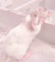Cute Rat