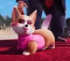 Mitzi corgi