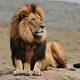 Barbary Lion 