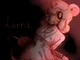 Lorna Terrible mouse