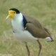 Masked Lapwing