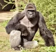Dominant gorilla