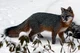 Gray fox - Nature 
