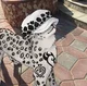 Law the cat