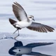 White-Faced Petrel