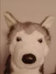Husky Plush