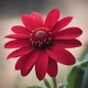Red flower