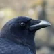 A crow