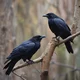 Hugin and Munin
