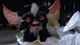 Gremlins 