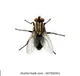 Fly 