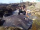 Stingray
