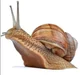 Snail Quiz