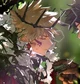 Katsuki Bakugou