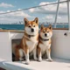 Shiba Inu 