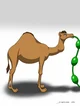 Female camel