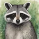 Raccoon