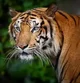 Indochinese tiger