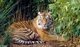 Sumatran tiger