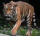 Malayan tiger haven