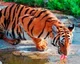 South Chinese tigers