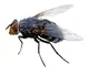Fly