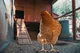 Headless chicken