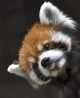 Red Panda 